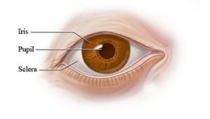 The Process of Perrla Accommodation Eye Test