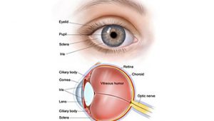 Pupil Eye Assessment Chart