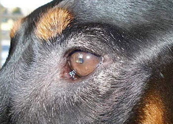 Dry Eye Treatment Natural Remedies for Dogs Using Herbs